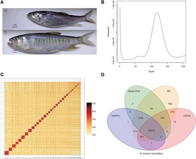 Chromosome-Level Assembly of the Chinese Hooksnout Carp (Opsariichthys bidens) Genome Using PacBio Sequencing and Hi-C Technology